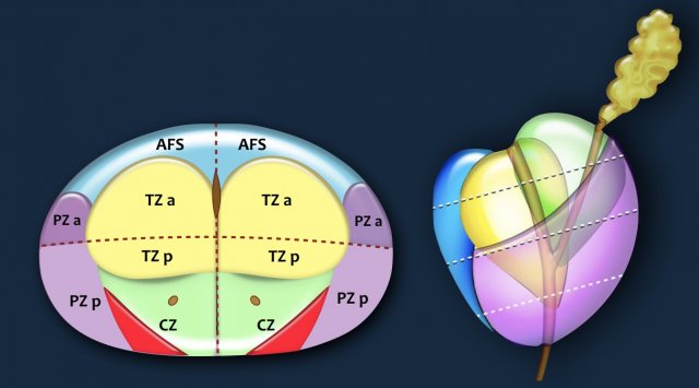 Prostate Anatomy