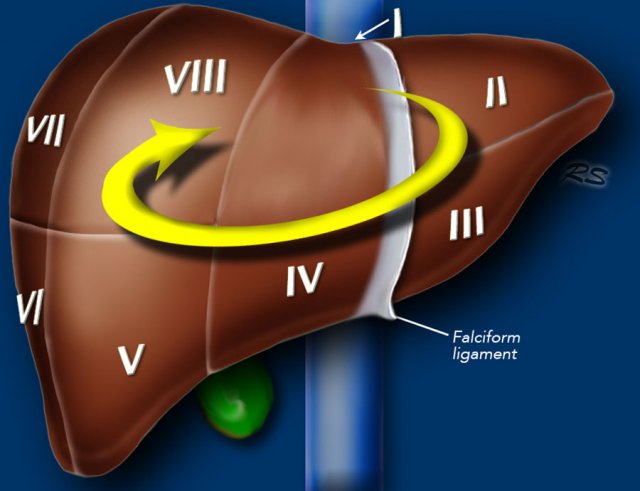 Clockwise numbering of the segments