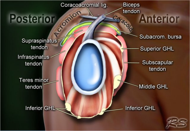 Lateral view of right shoulder